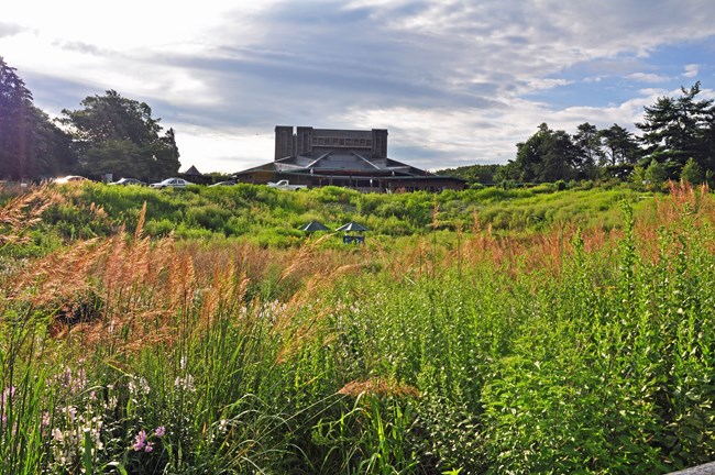A native plant garden in bloom in the foreground; the Filene Center can be seen in the background.
