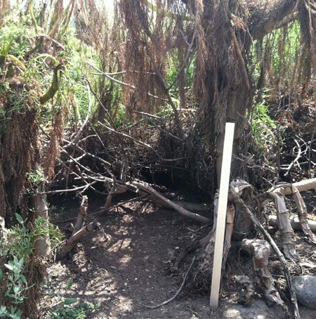 Burrow beneath a tangle of roots and vegetation