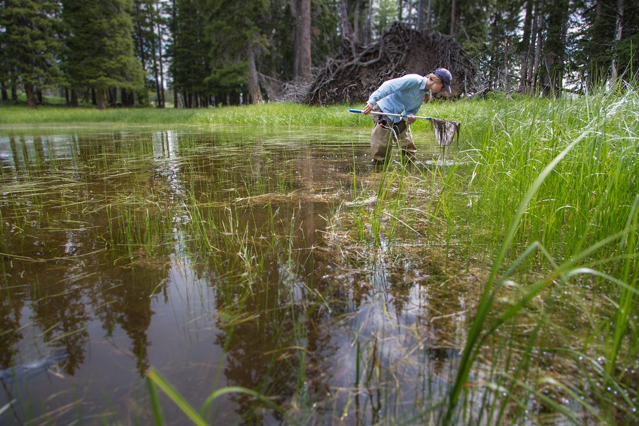 biologist doing an amphibian survey biologist doing an amphibian survey