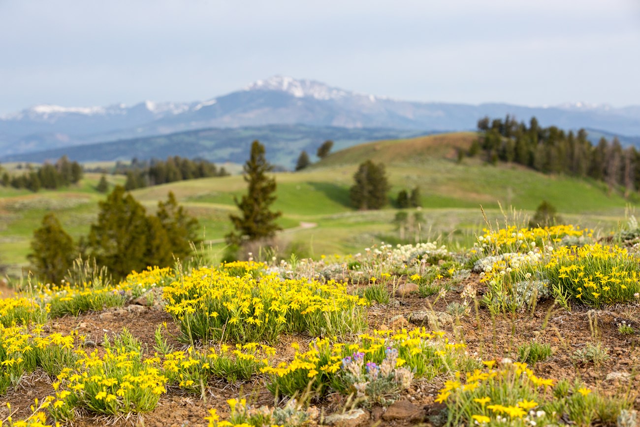 ndh-yell-4294 A mountain meadow in full bloom