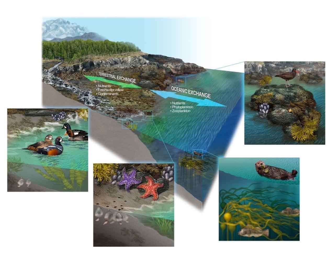 A conceptual model showing the relationship among nearshore ecosystem components.