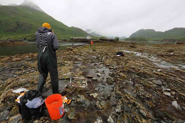 Researchers lay out a sampling transect in the intertidal zone.