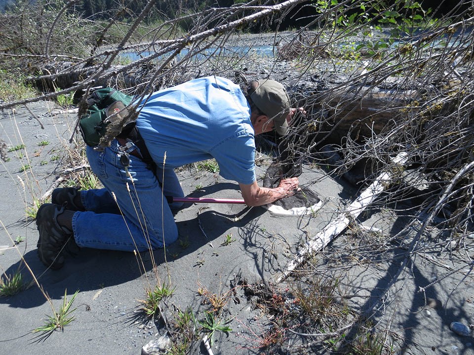 Person kneeling on a riverbank, checking their net for a bee