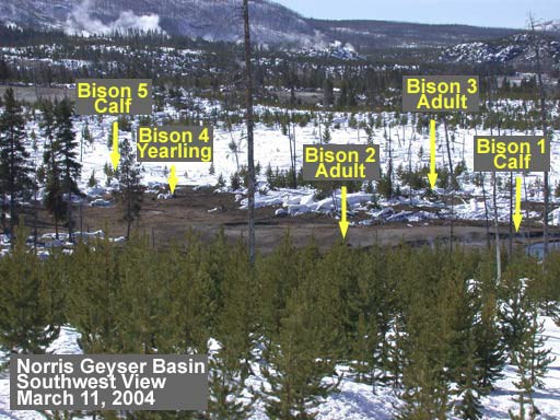 A snowy landscape with trees, some bare ground, and steam in the background; five labels are marked right to left: Bison 1 Calf, Bison 3 Adult, Bison 2 Adult, Bison 4 Yearling, and Bison 5 Calf