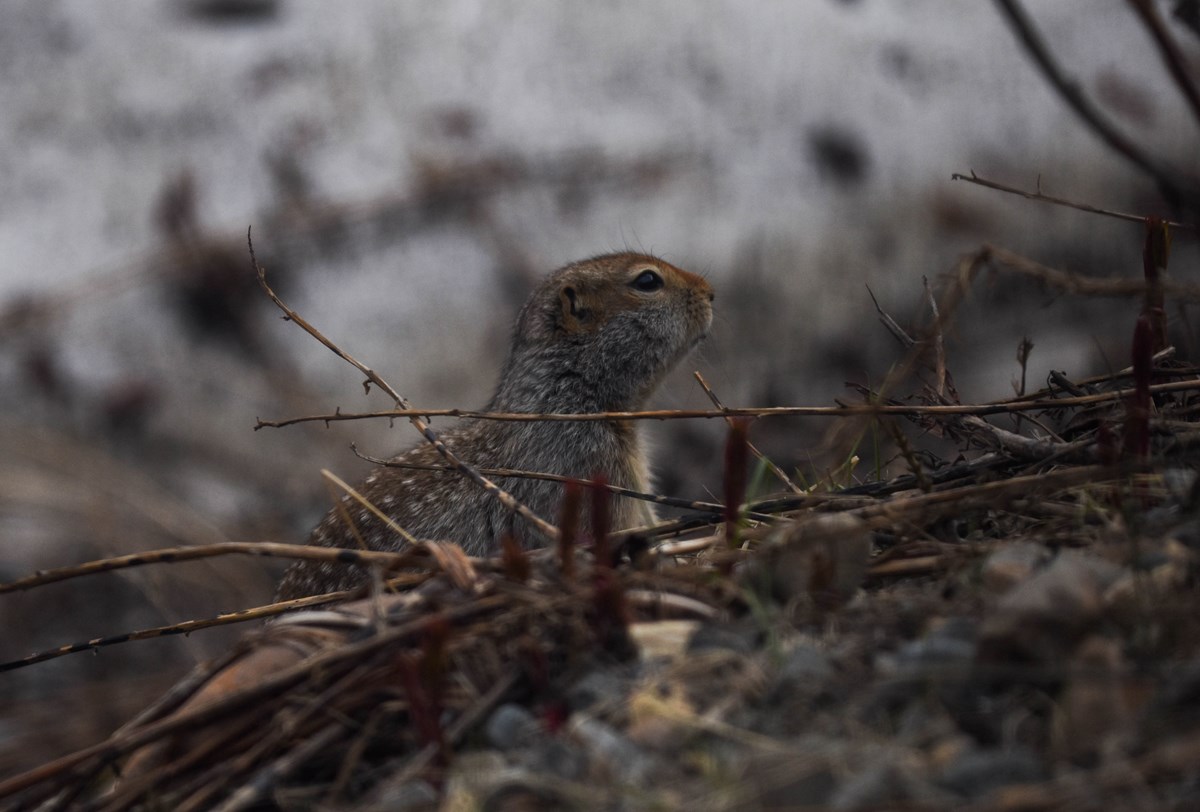 An arctic ground squirrel looks out from a pile of twigs and plants.
