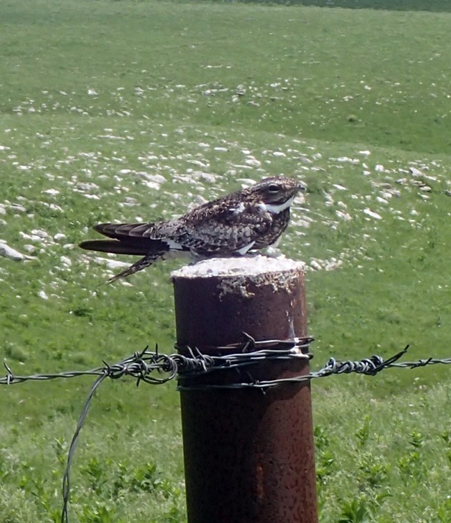 Common Nighthawk A brown and white feathered bird sitting on a metal pole wrapped in barbed wire in a meadow