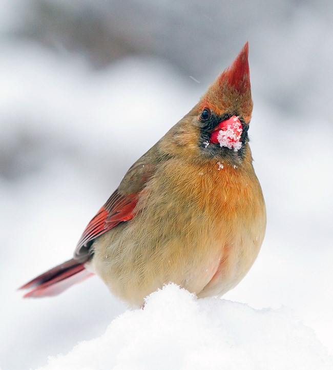 A yellowish brown chested and backed bird with red wingtips, tail, crest, and bill