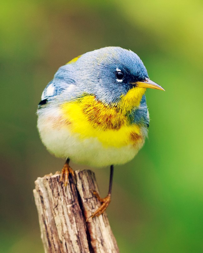 A small bird with a yellow chest and chin and blue head and wings