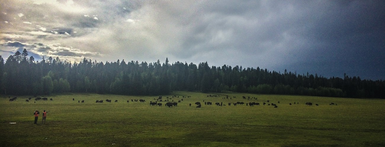 A hundred bison laying in a green field with a lush forest in the background and a sky full of clouds. Two NPS employees stand before the bison, counting the herd.