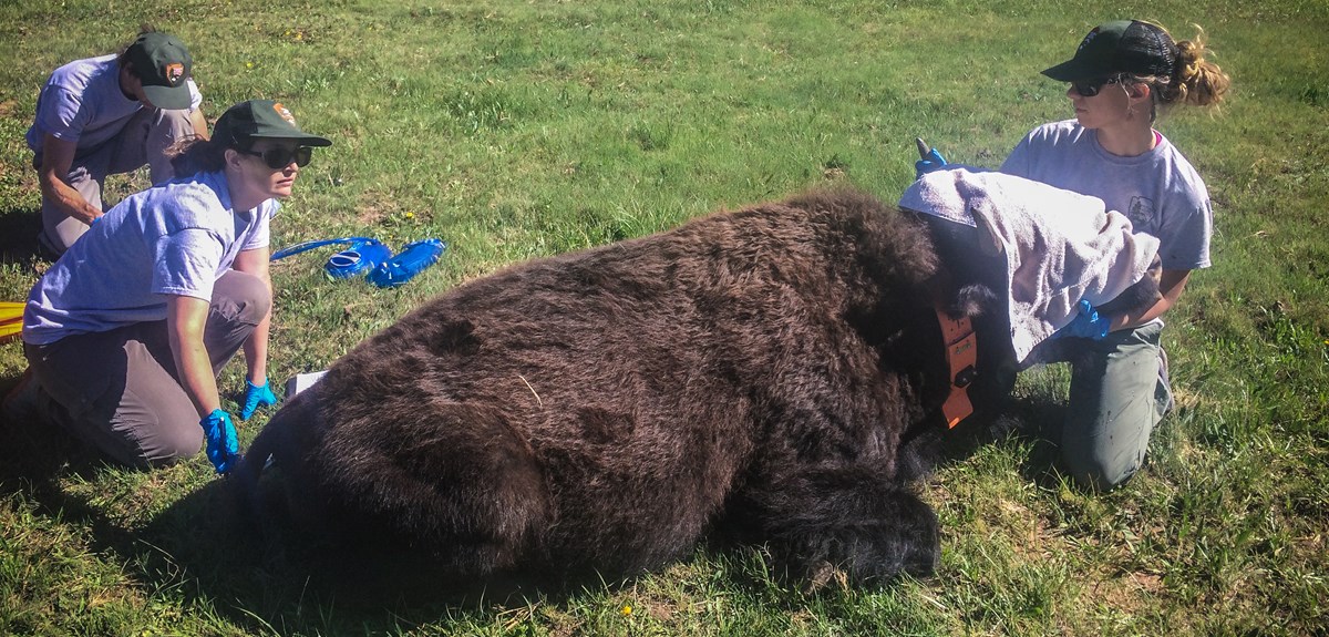 Bison Management (U.S. National Park Service)