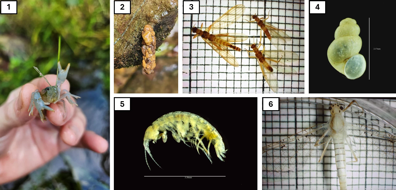 Aquatic invertebrates Collage of aquatic invertebrates, including a blue crayfish, a caddisfly case made of a collection of small stones hanging on a rock, 3 magnified brown stoneflies, a magnified shell, a magnified amphipod, and a magnified white mayfly.