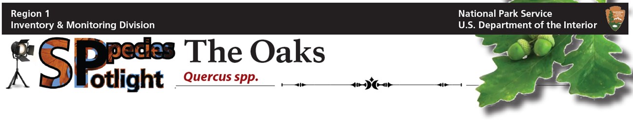Spotlight banner - oaks