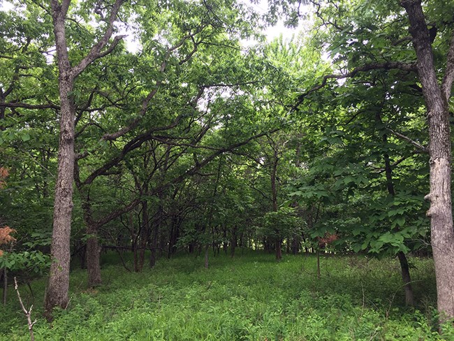 Oak trees with a grassy understory.