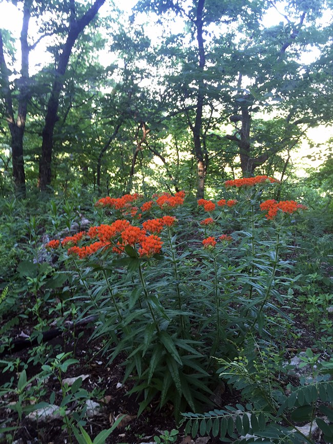 Tall oak trees grow above milkweeds and other herbaceous plants.