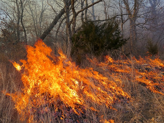 Medium sized flames consume vegetation near oak trees.