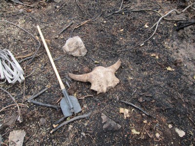 Skull with horns laying in the dirt, next to a shovel