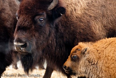 Close up of a bison and its calf