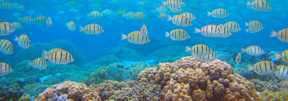 Marine life in Ofu lagoon Yellow fish with black vertical stripes swimming in turquoise water above red-orange corals
