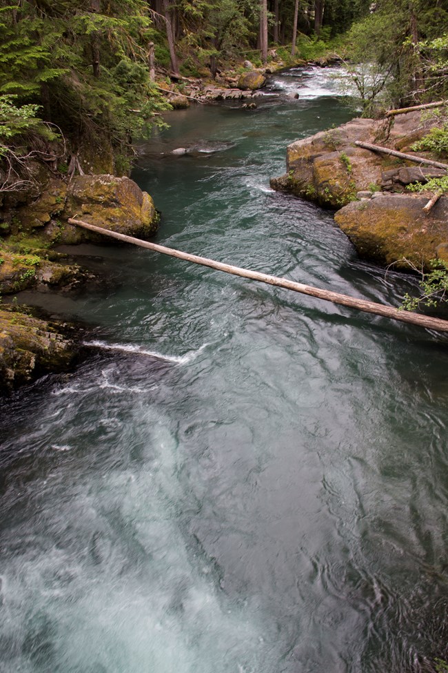 Rushing water flowing between boulders and forest.