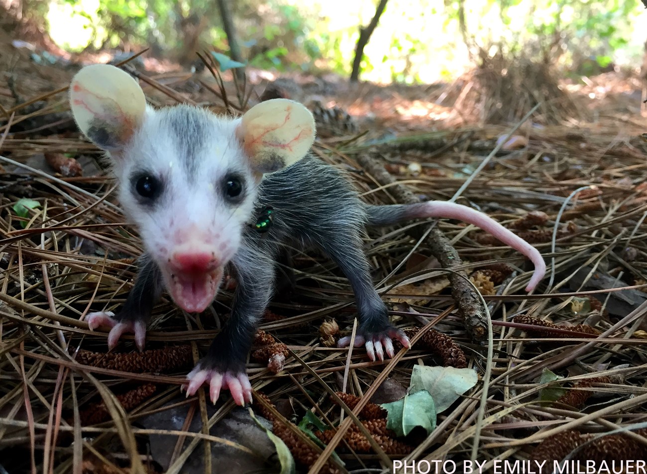 baby opossum baby oppossum with his mouth open