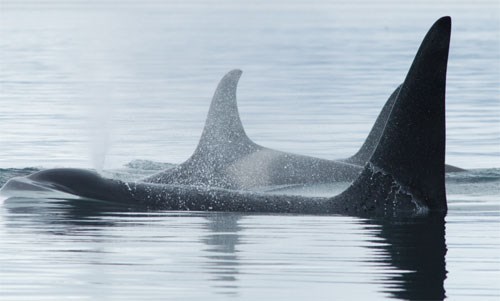 orca orca