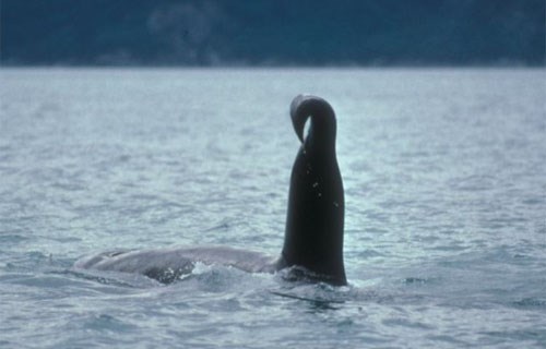 unique orca fin