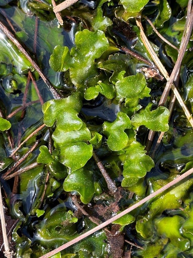 A close-up of a small, moist, green plant amongst water and plant litter.