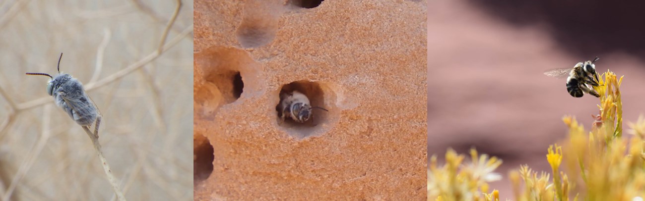 Three images of Digger Bees, two resting on vegetation, one in ground.