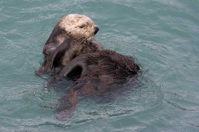 A sea otter stretching.