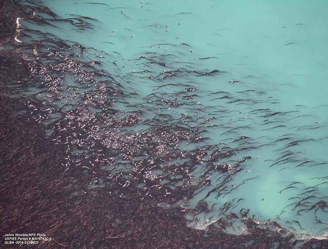 otters_web An aerial view of sea otters in kelp.