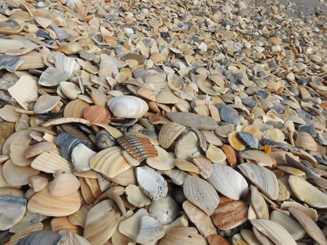 seashells on beach