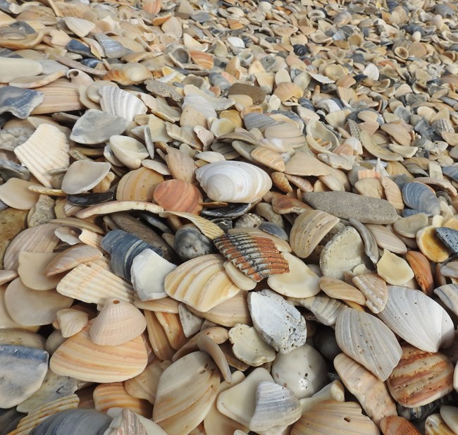broken and rounded seashells