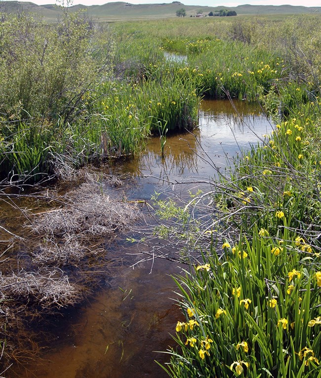 Pale yellow iris stream winding through prairie lined by green stalks with yellow flowers growing in the water's edge
