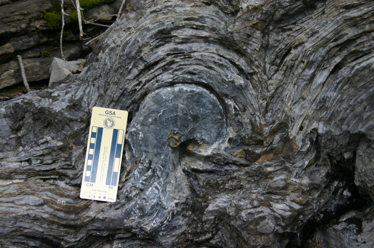 Siyeh Formation