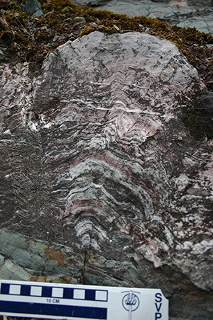 Snowslip Formation stromatolite