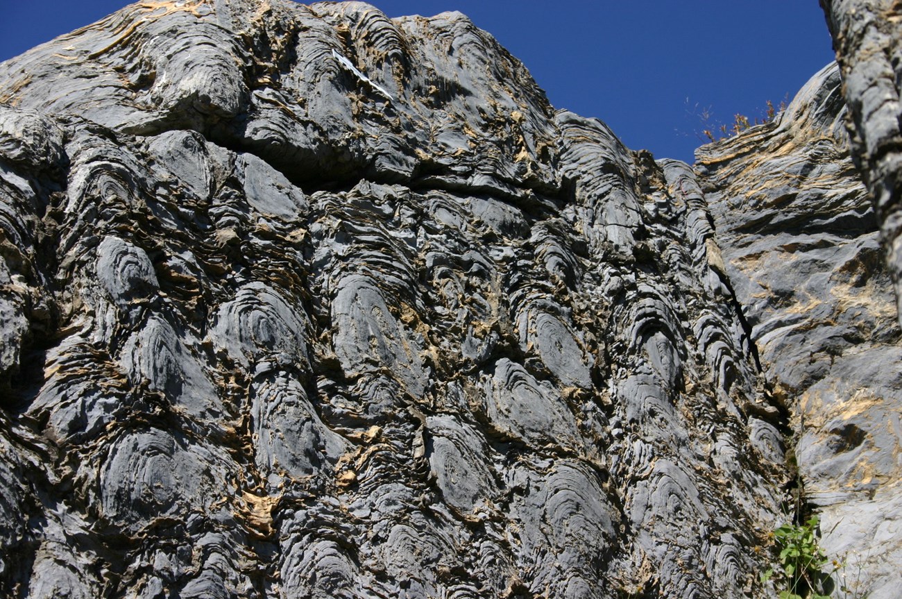 Siyeh Formation bioherm located along the Highline Trail