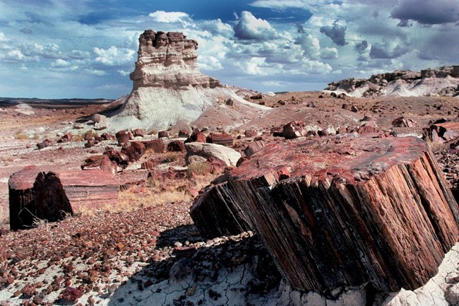 Petrified wood and butte