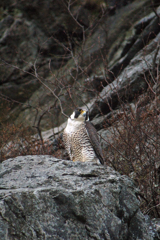 peregrine falcon on Maryland Heights, spring 2019 peregrine falcon cocking its head to the side