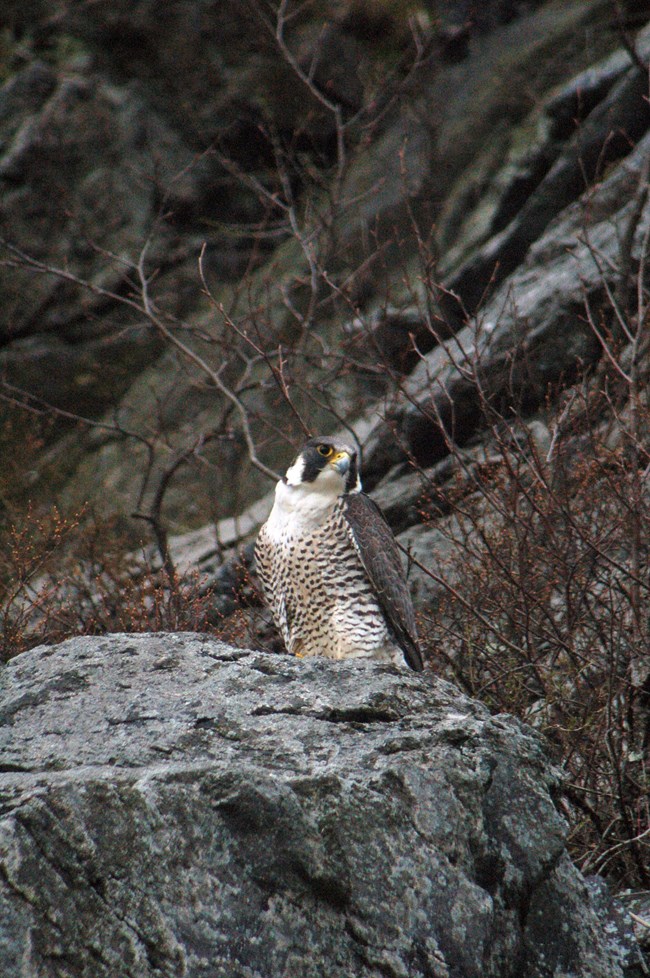 peregrine falcon cocking its head to the side