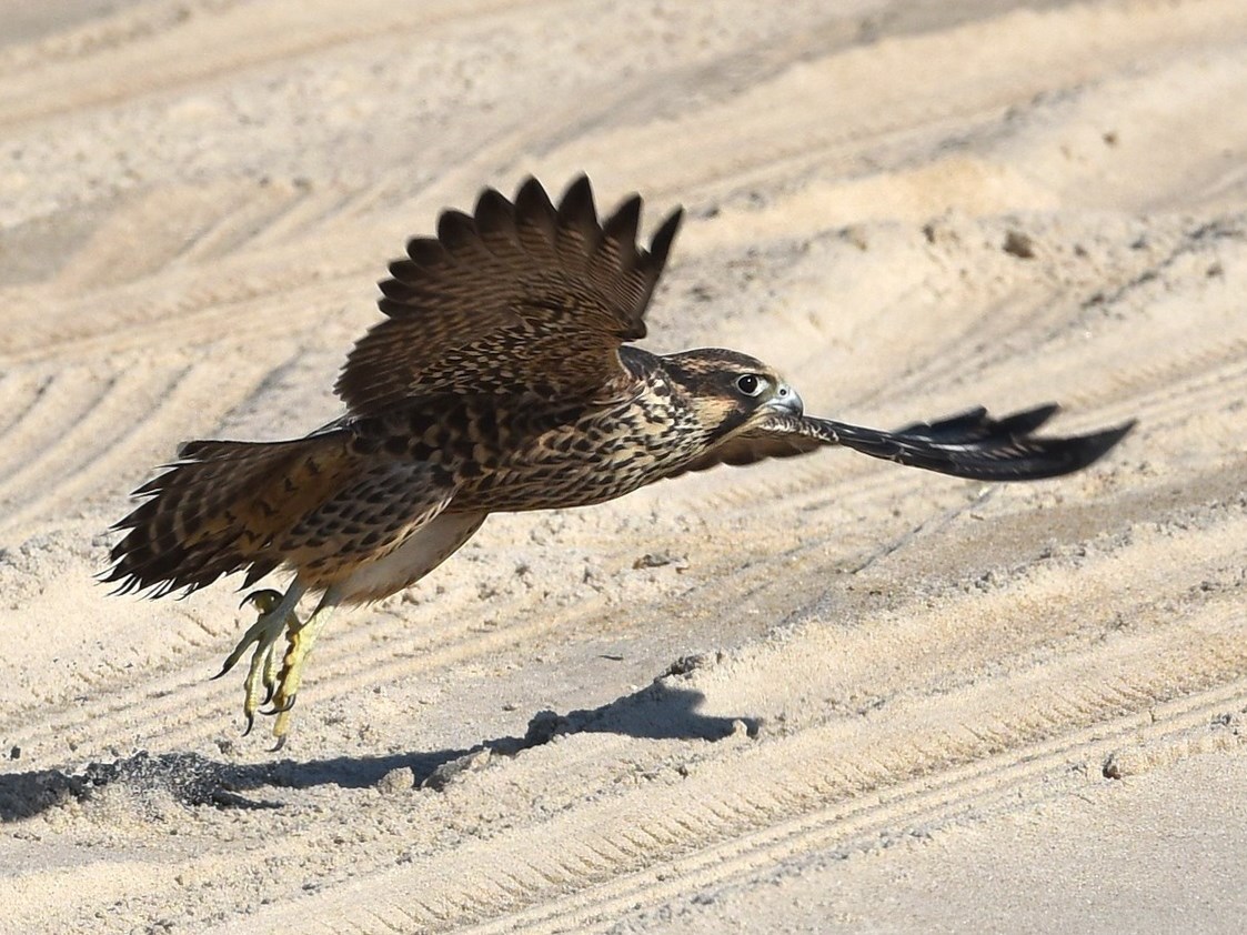 Falcon, Bird of Prey, Hunting & Migration