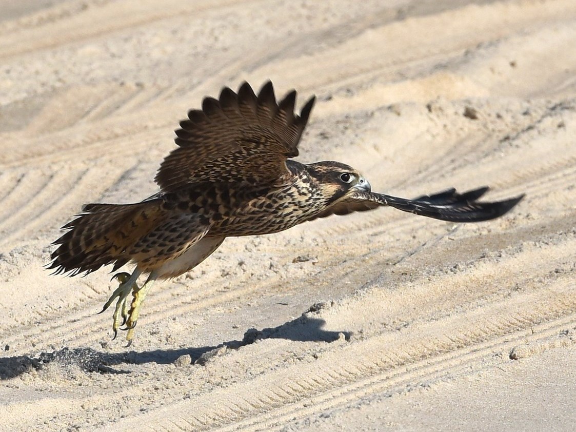 A peregrine falcon takes off from the beach at Assateague Island National Seashore