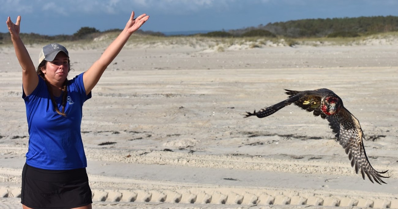 A peregrine falcon is released after being caught and processed.