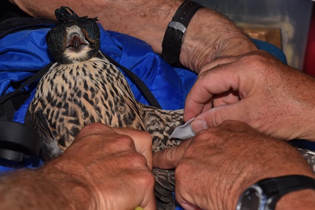 A peregrine falcon is processed by biologists.