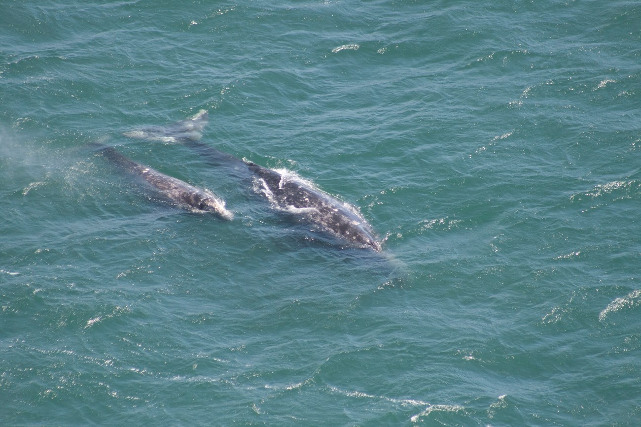 A gray whale mother and calf swims to the surface in the open ocean.