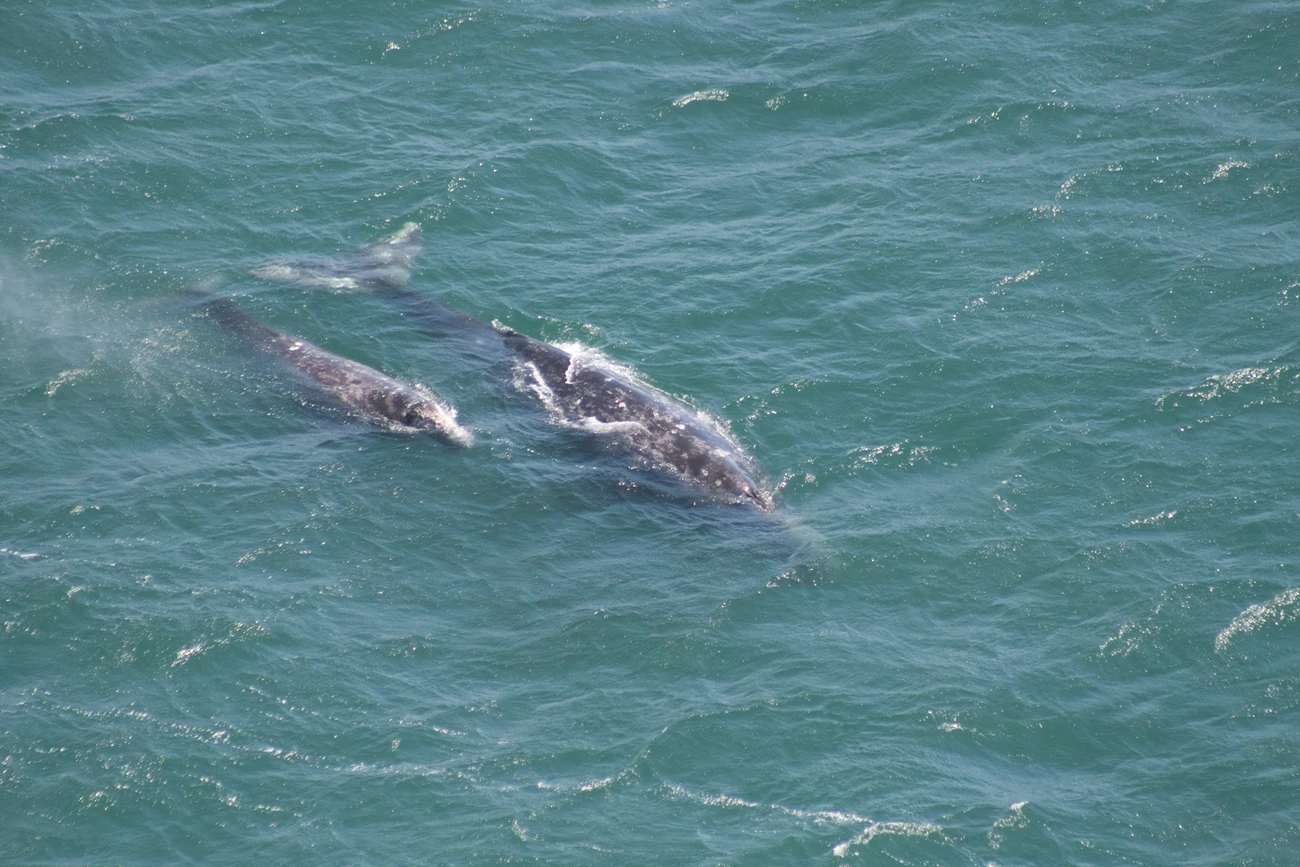 Gray whale mother and calf swimming at the surface. A gray whale mother and calf swims to the surface in the open ocean.