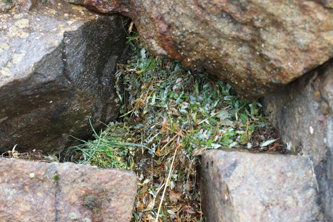 closeup among rocks of tiny plants piled into a stack