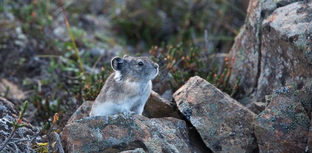 Collared Pika (U.S. National Park Service)