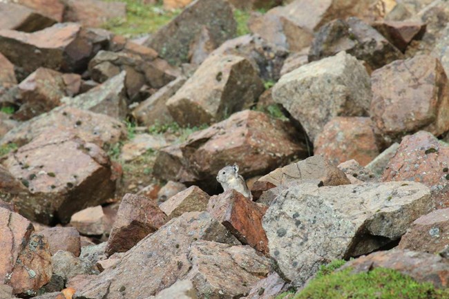 pika 2 a pika perched among rocks