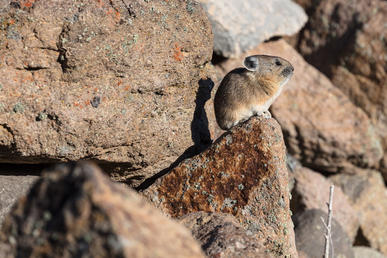 Pika on a rock