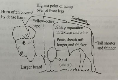 Photo embodying the characteristics of the plains bison, most notably a declining hindquarters starting from their shoulders Photo embodying the characteristics of the plains bison, most notably a declining hindquarters starting from their shoulders